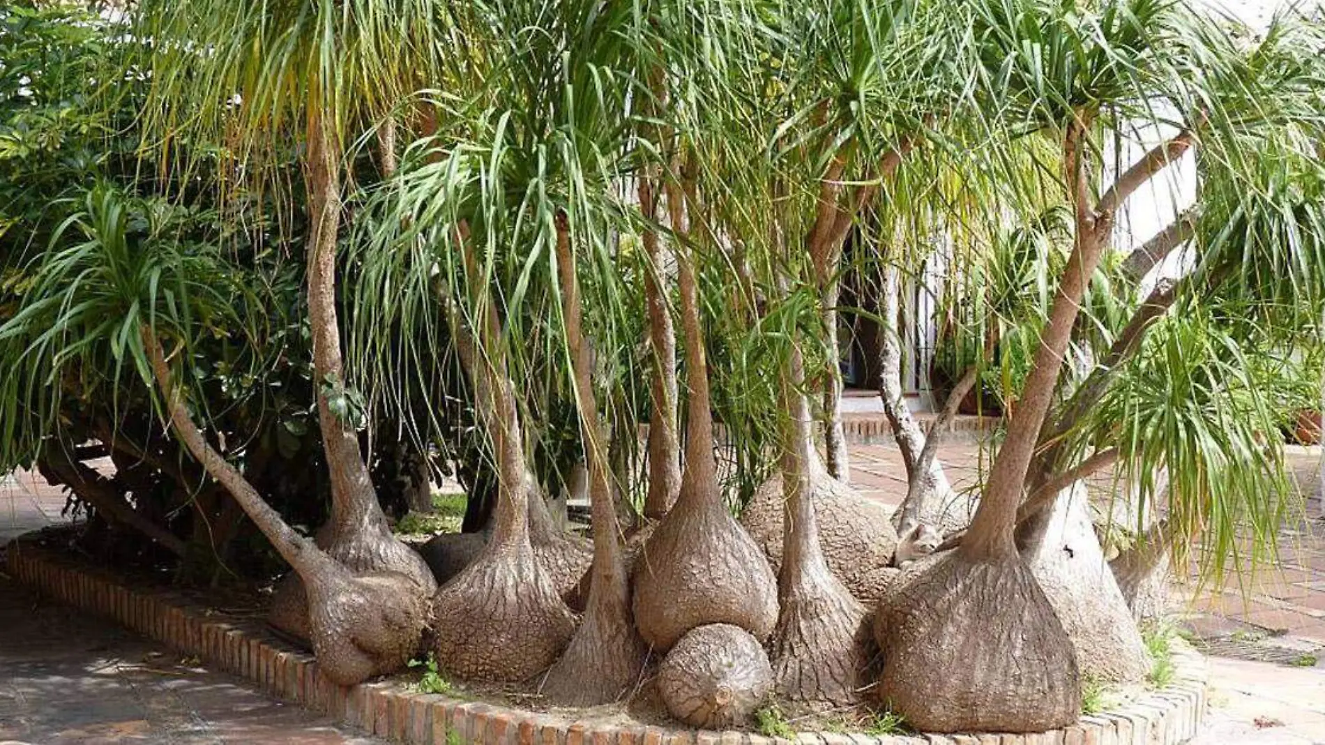 Seguro conoces una planta de hojas muy largas y delgadas, que crecen a partir de una base circular que pareciera ser una “Pata de elefante”